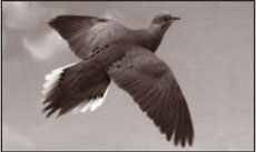 dove in flight