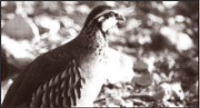 quail
