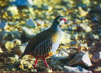 partridge