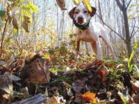 Hunting Dog