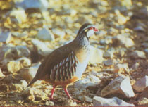 Partridge