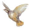 Flying partridge