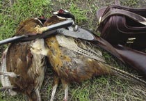 bagged pheasant