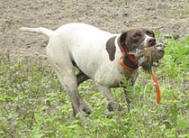 Hunting Dog