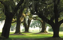 Oak trees