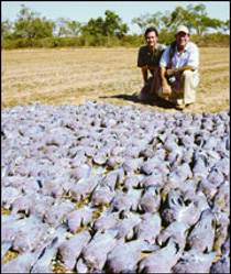 Bagged pigeons