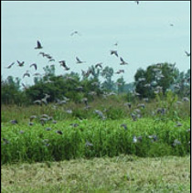 Pigeons in flight