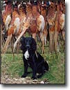 Hunting dog