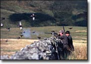 grouse shooting